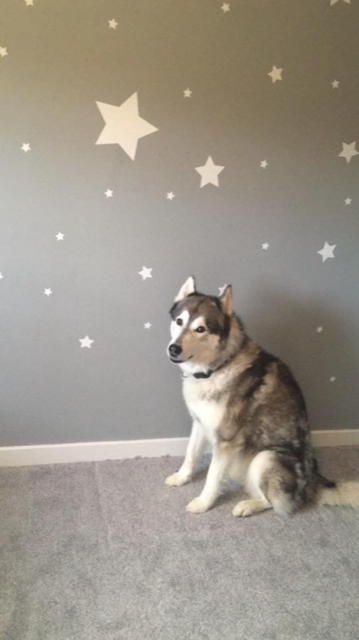 dakota francescas nursery wall